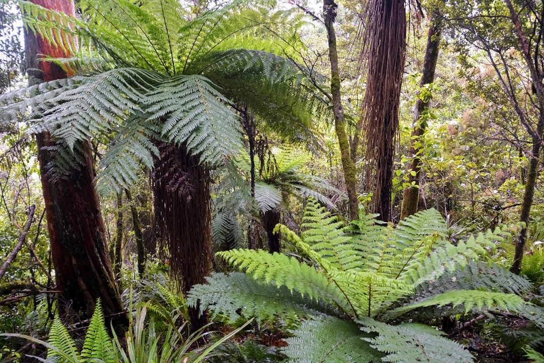 green fern plants and trees