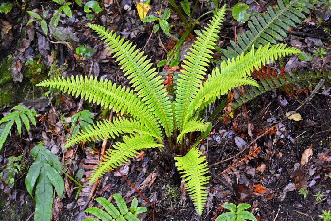 green fern plant on ground