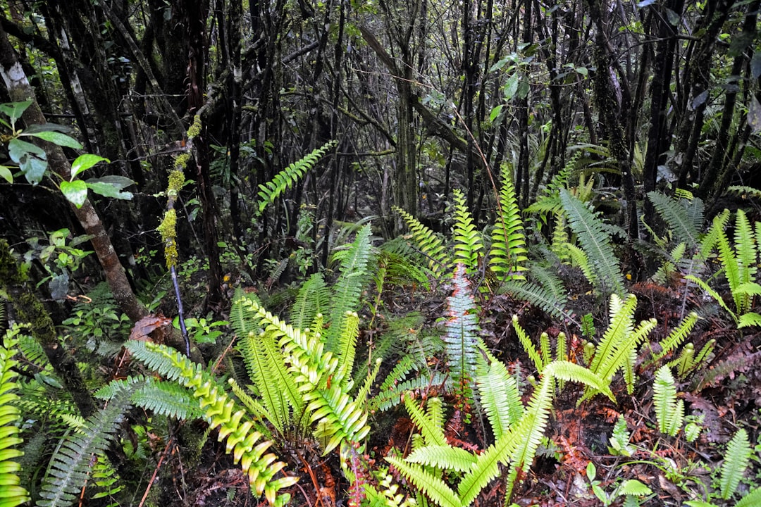 green fern plant on brown soil