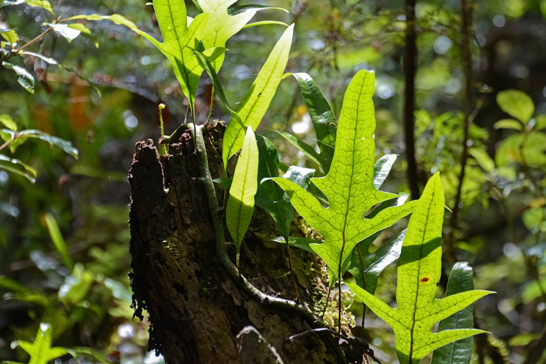 green leaf on brown tree trunk