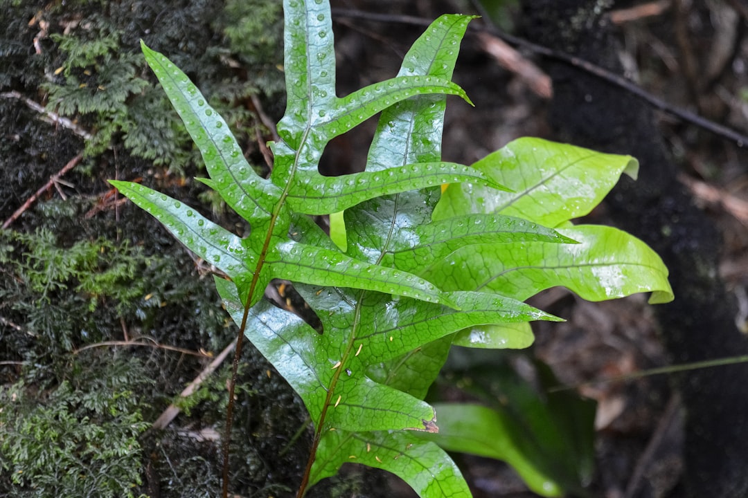 green leaf plant during daytime