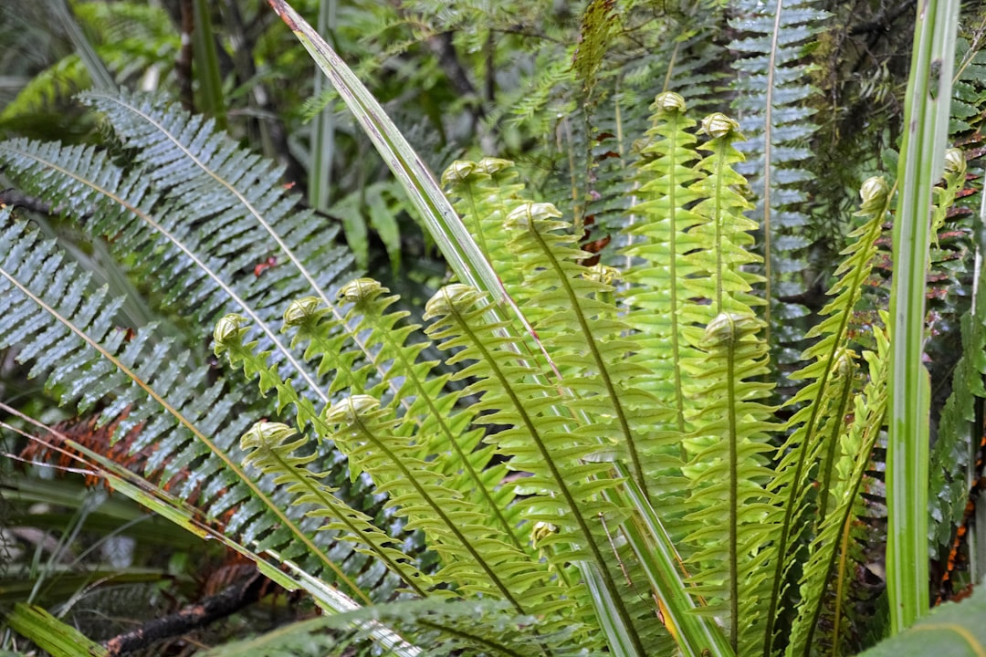 green fern plant during daytime