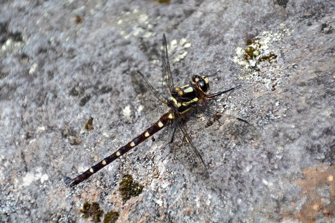 brown and black dragonfly on white and gray stone