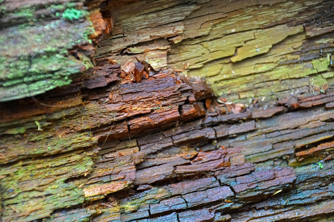 brown and black wood log