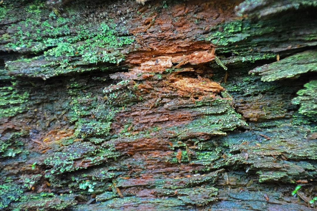 brown and green moss on brown tree trunk