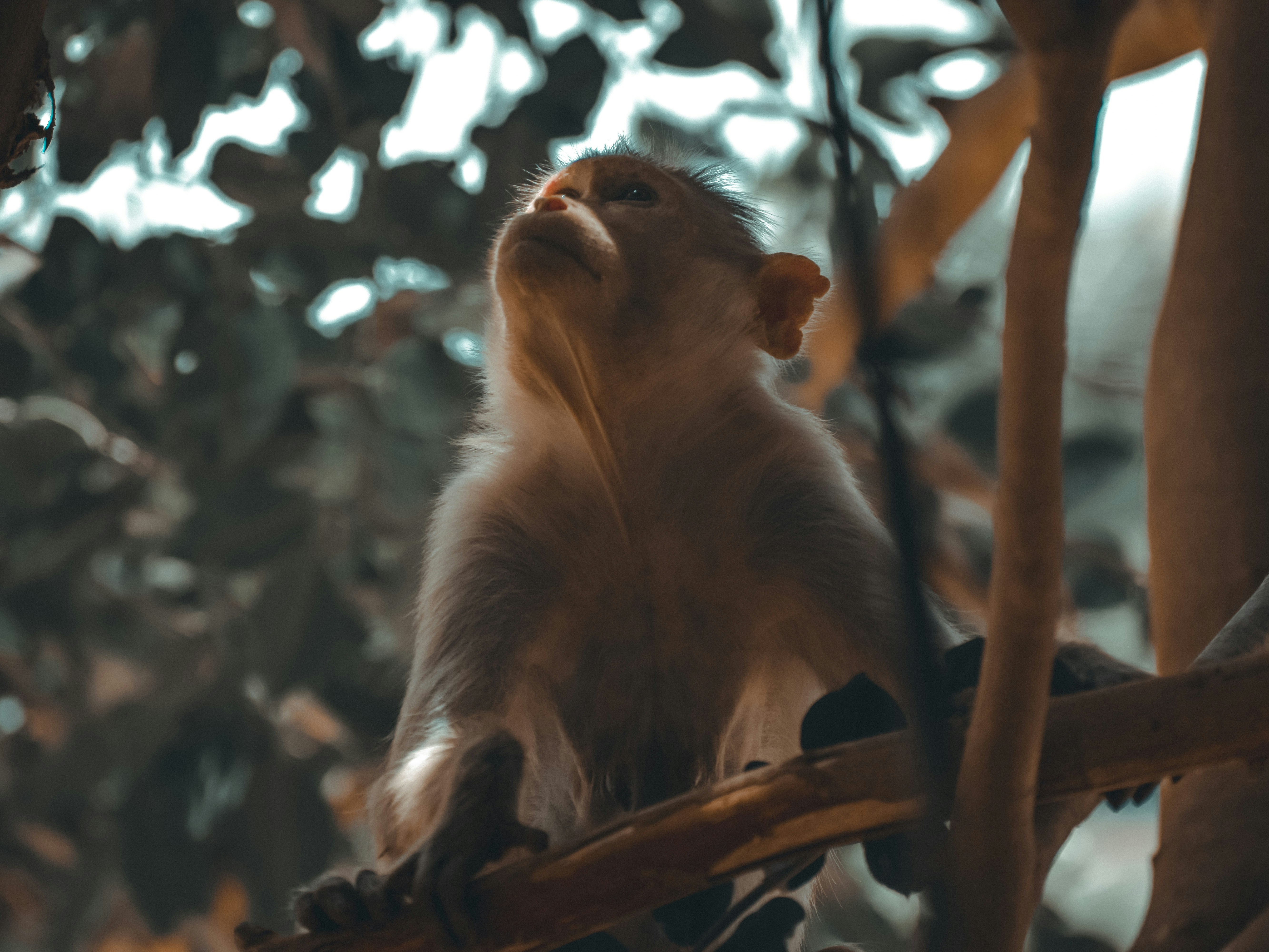 Brown monkey on brown tree branch during daytime photo – Free Human ...