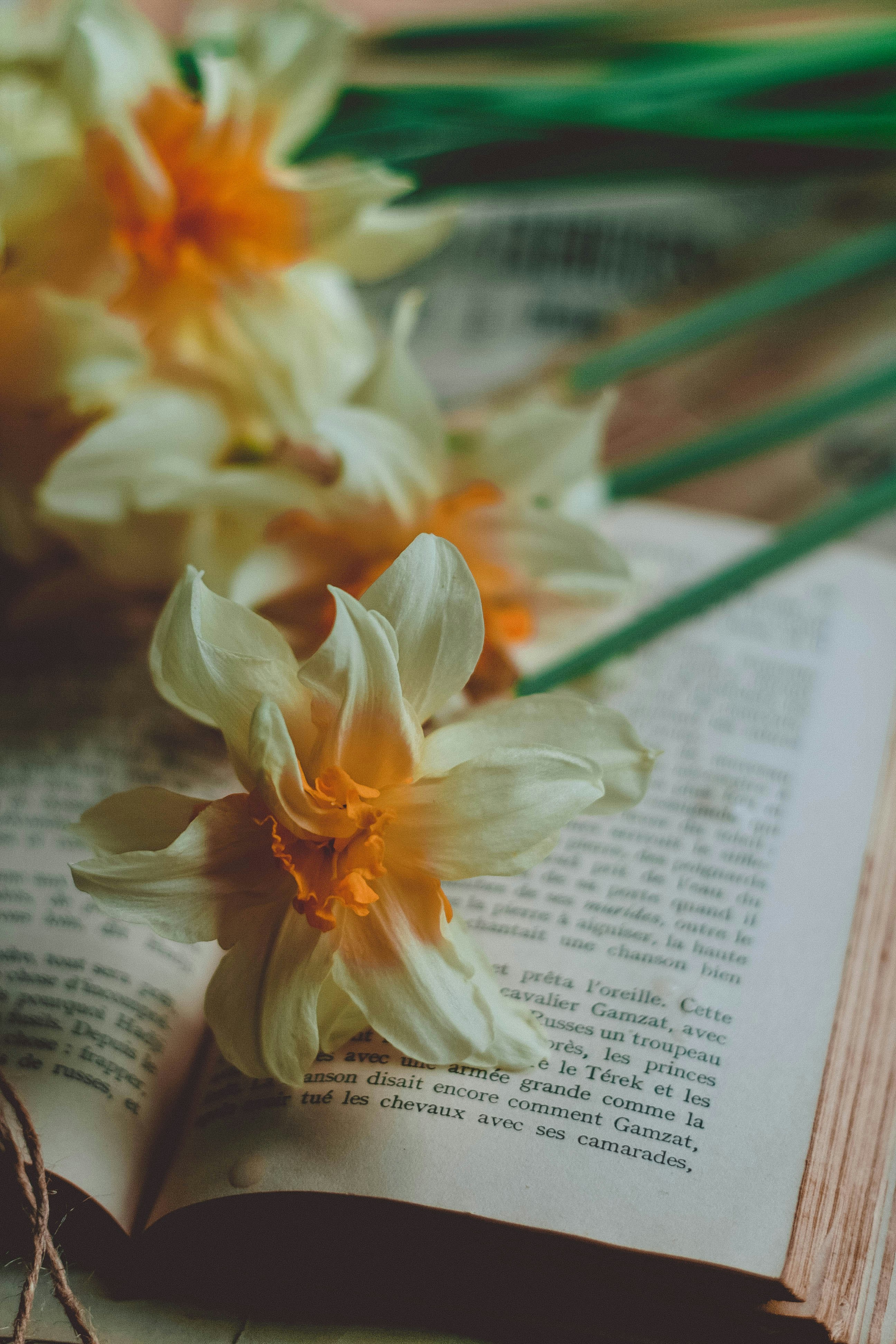 white and yellow flower on book page