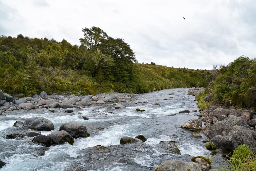 river in the middle of green trees