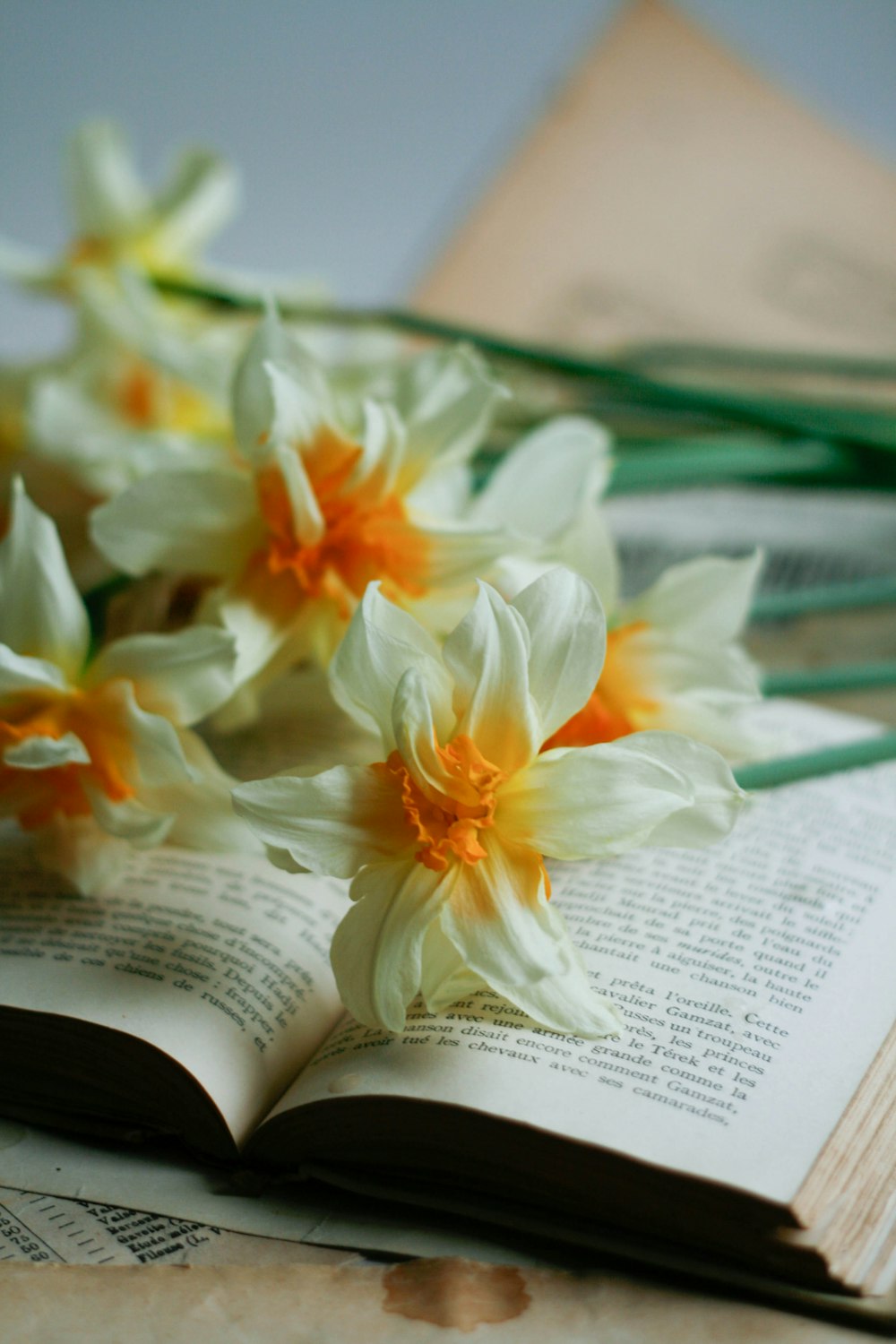 Weiße und gelbe Blumen auf Buchseite