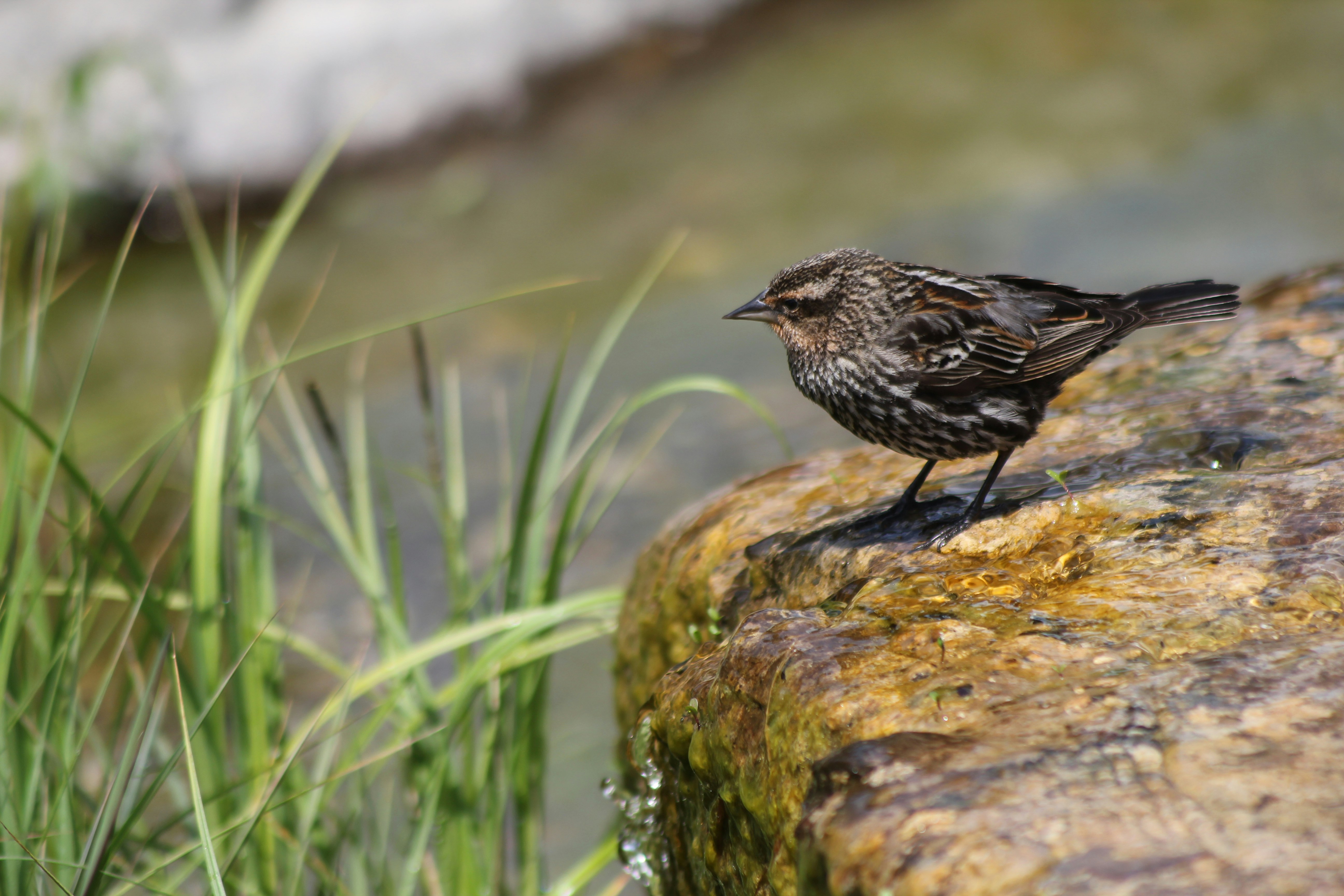 Photo by dcanadianphotographer