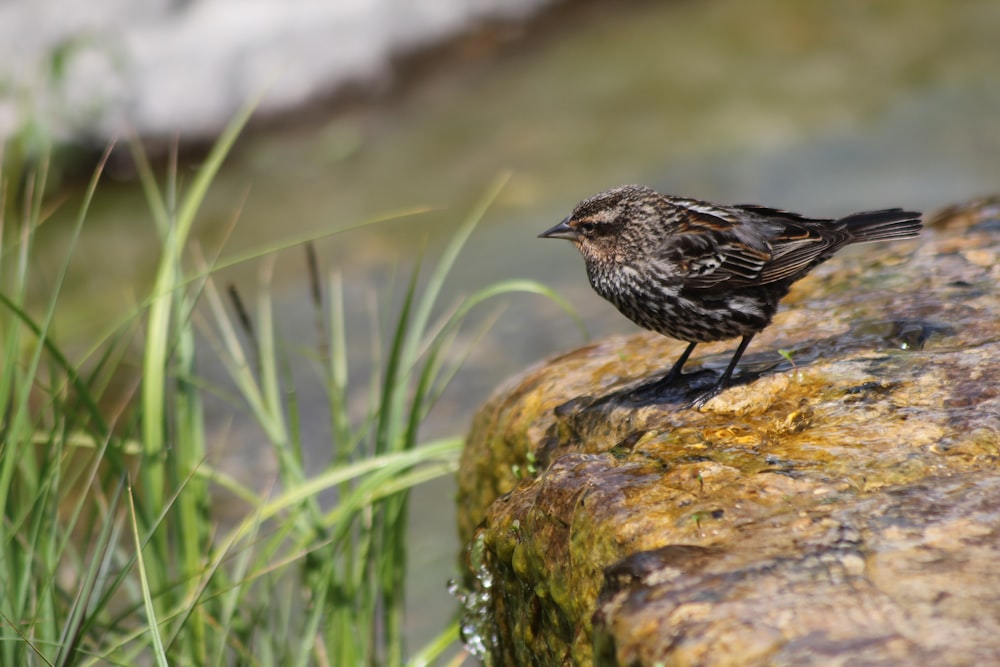 brown bird on brown rock