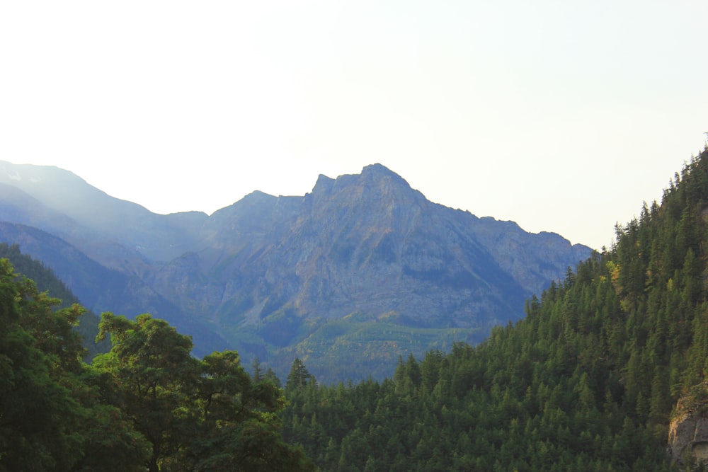 green trees on mountain under white sky during daytime