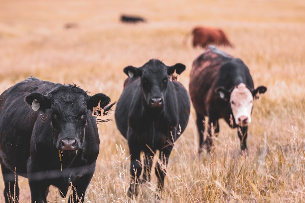 black cow on brown grass field during daytime