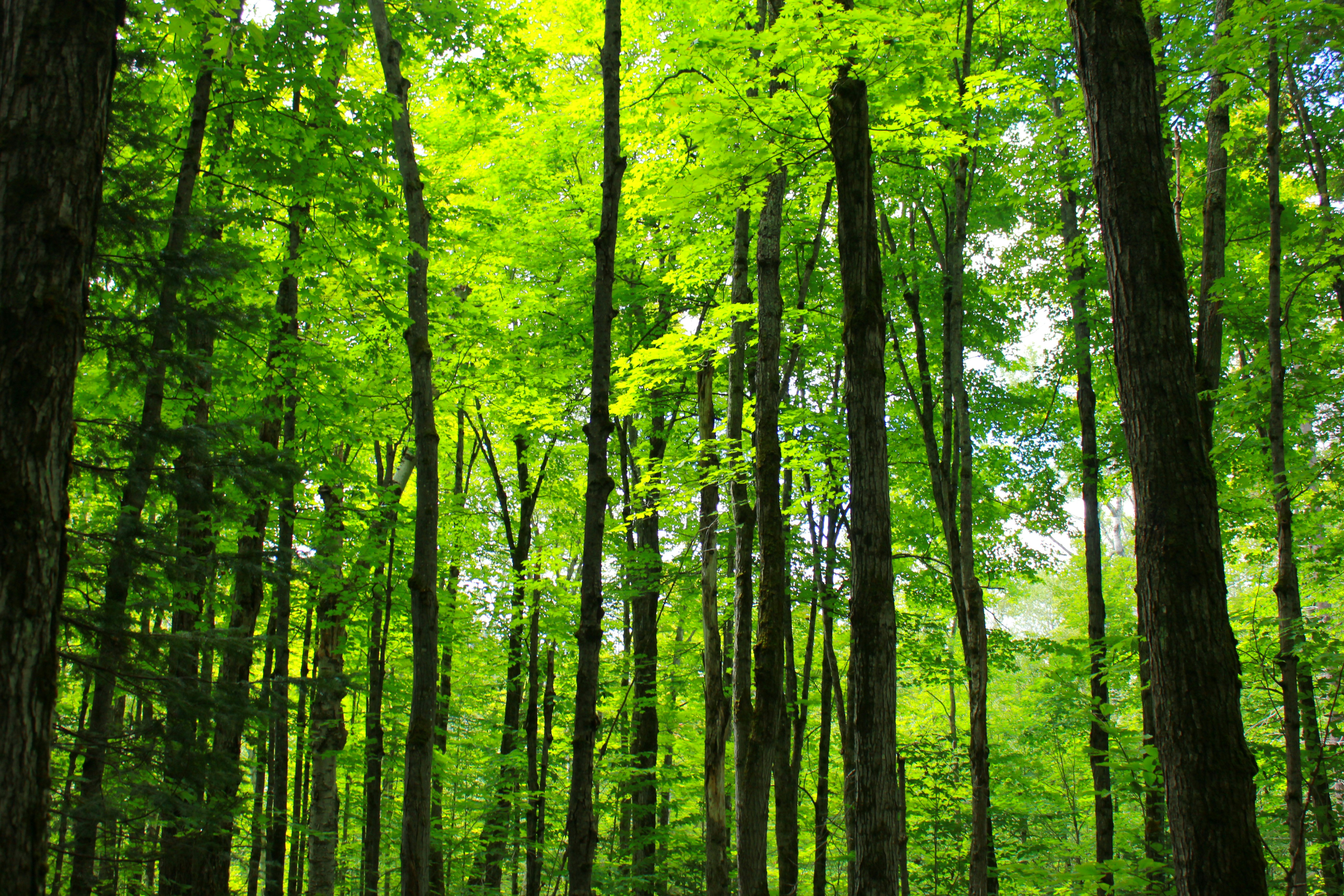 Photo by dcanadianphotographer