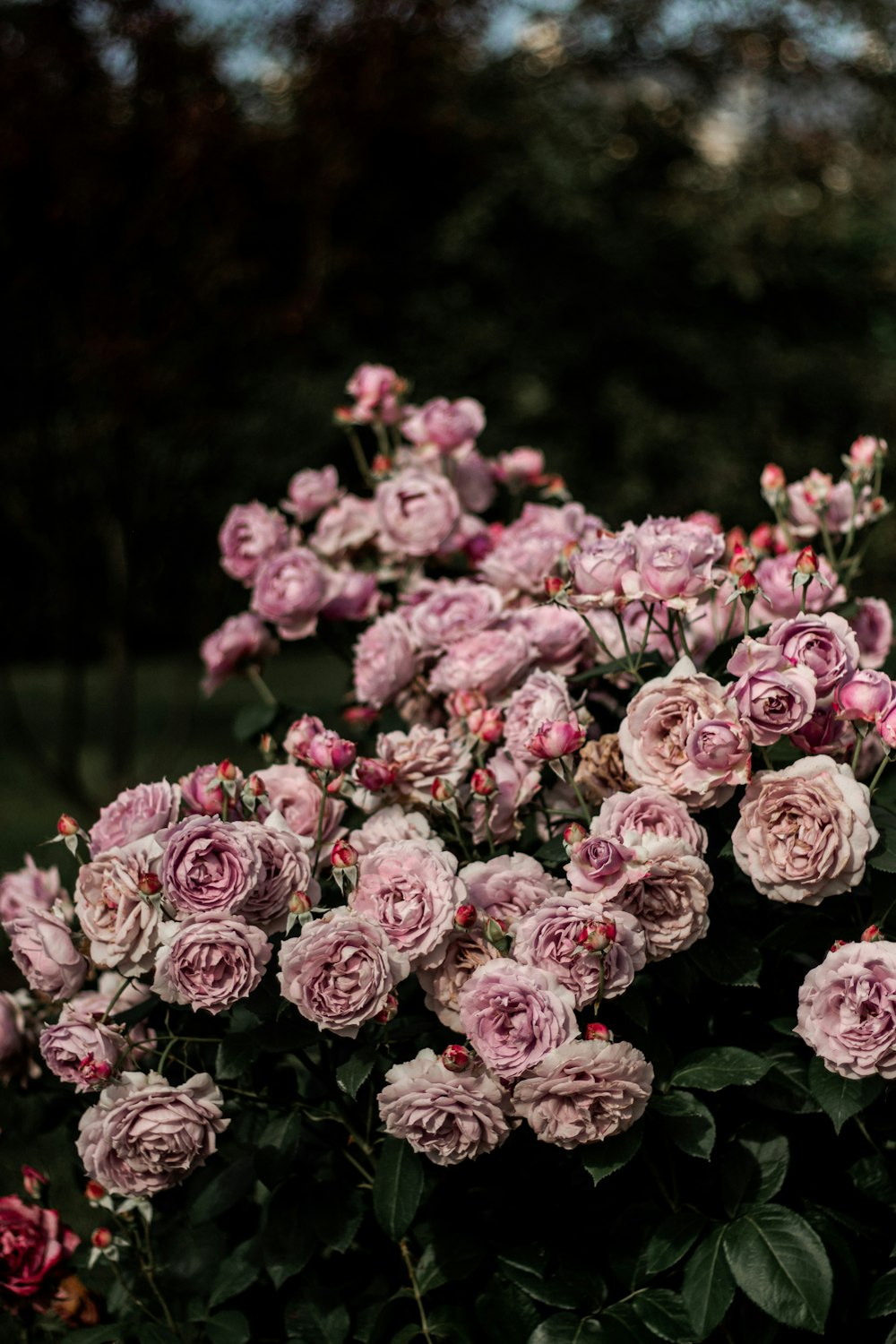 pink roses in bloom during daytime