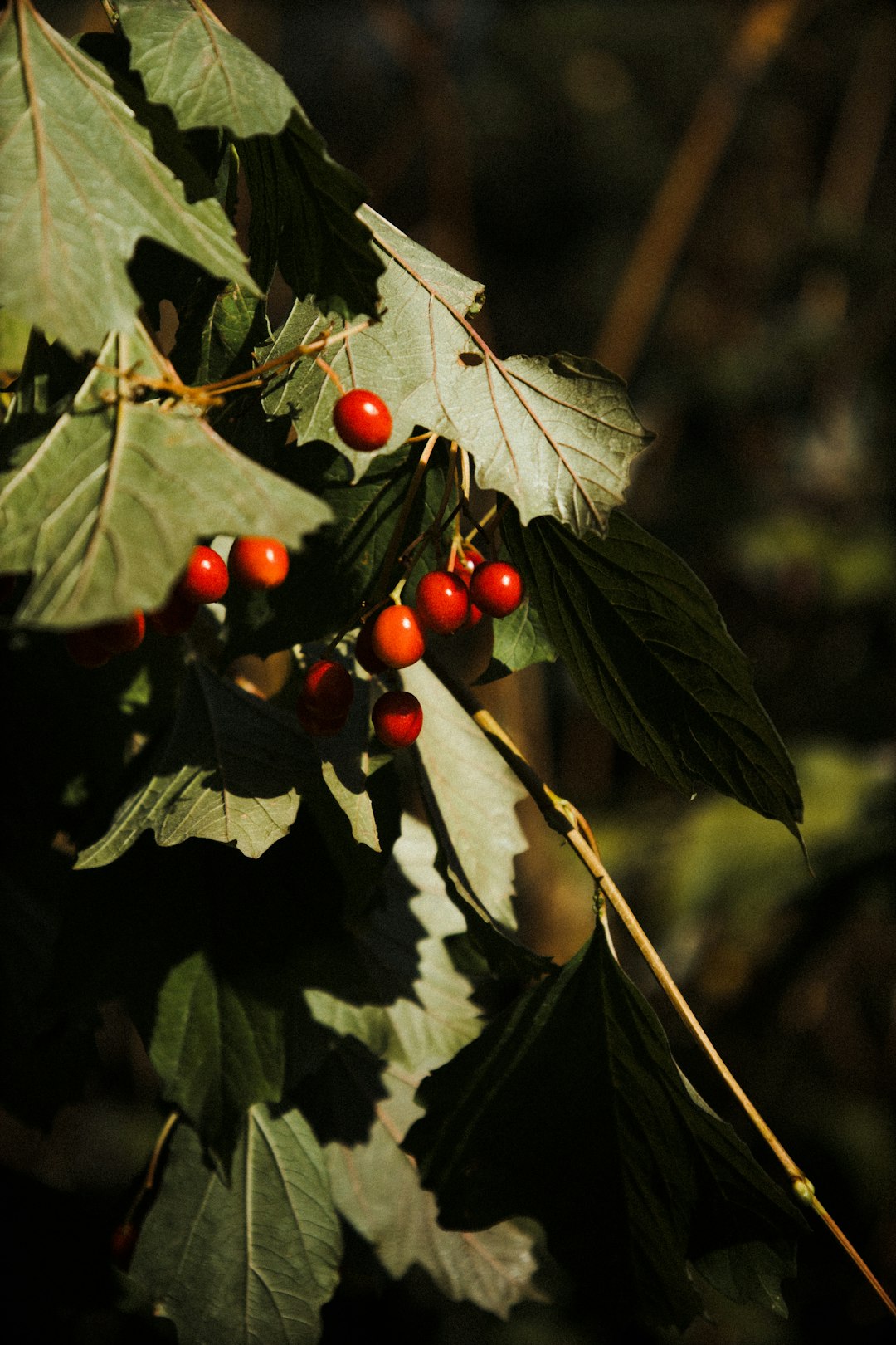 red round fruits on green leaves