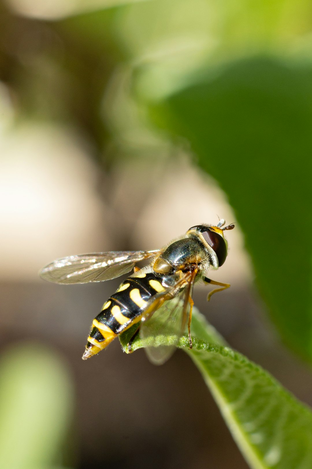 yellow and black bee on green leaf in close up photography during daytime