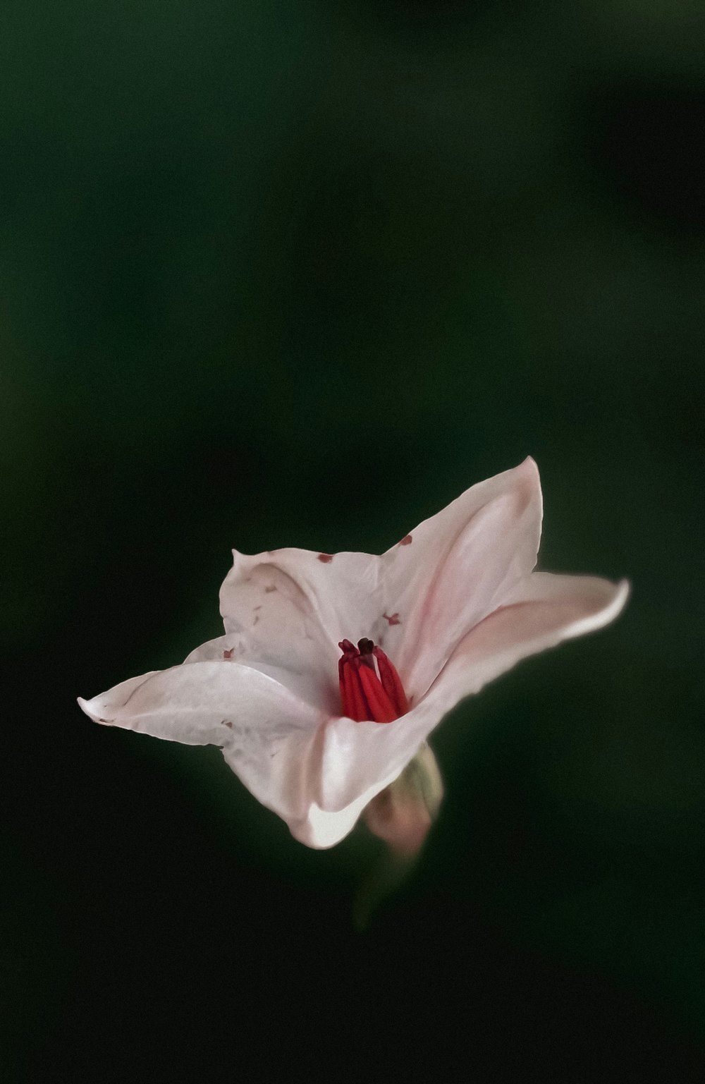 white flower in tilt shift lens