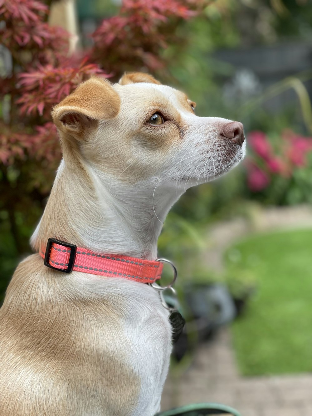 white and brown short coated dog