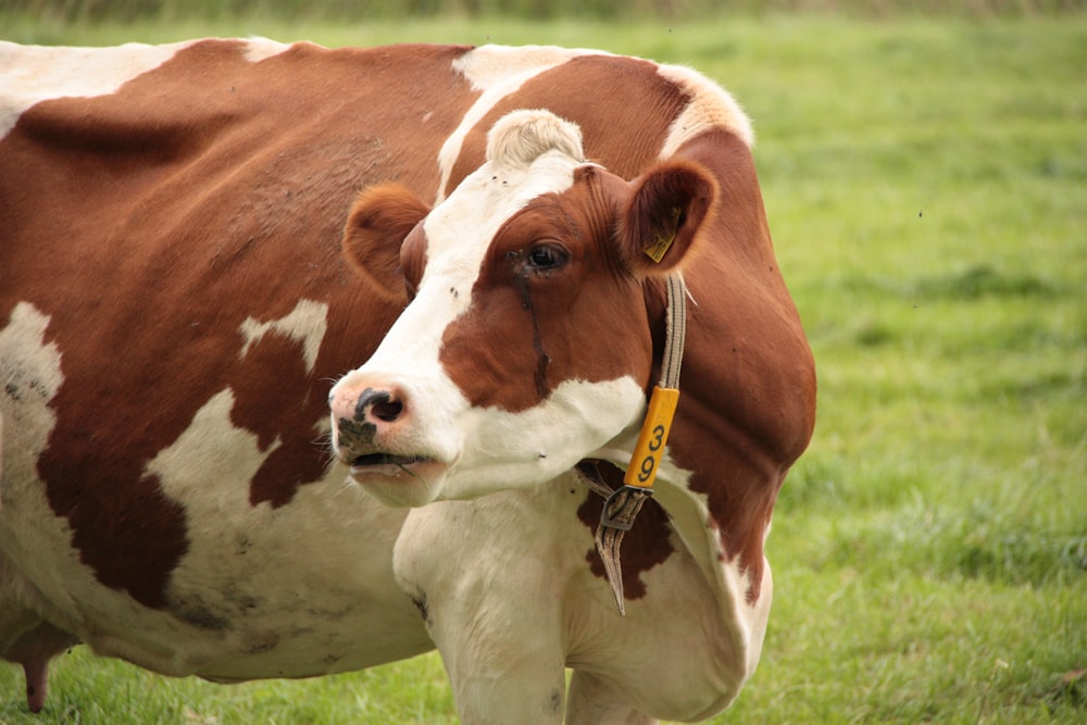 brown and white cow on green grass field during daytime