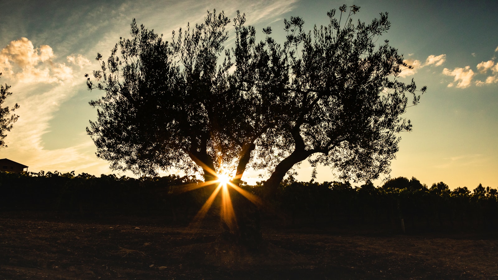 Olive Tree Watering Guide: Finding the Perfect Balance for Optimal Growth