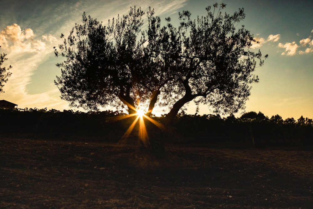 sun light coming through tree