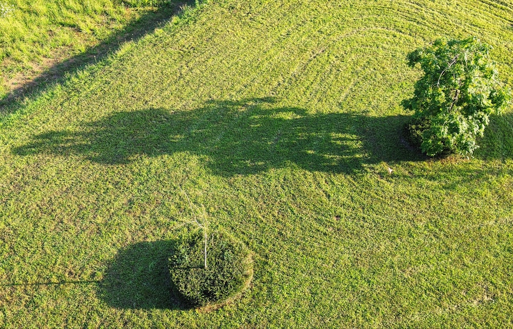 green grass field during daytime