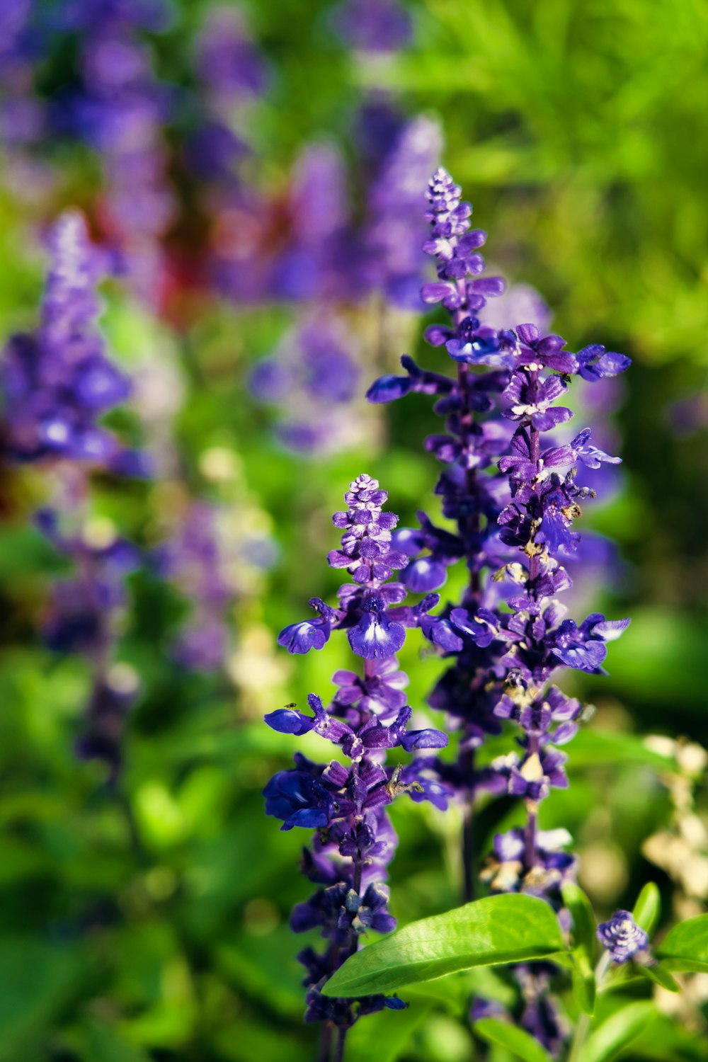 purple flower in tilt shift lens