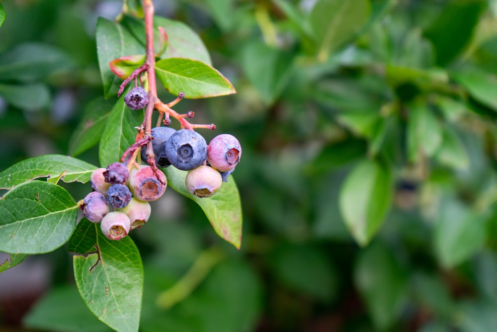 green and brown round fruits