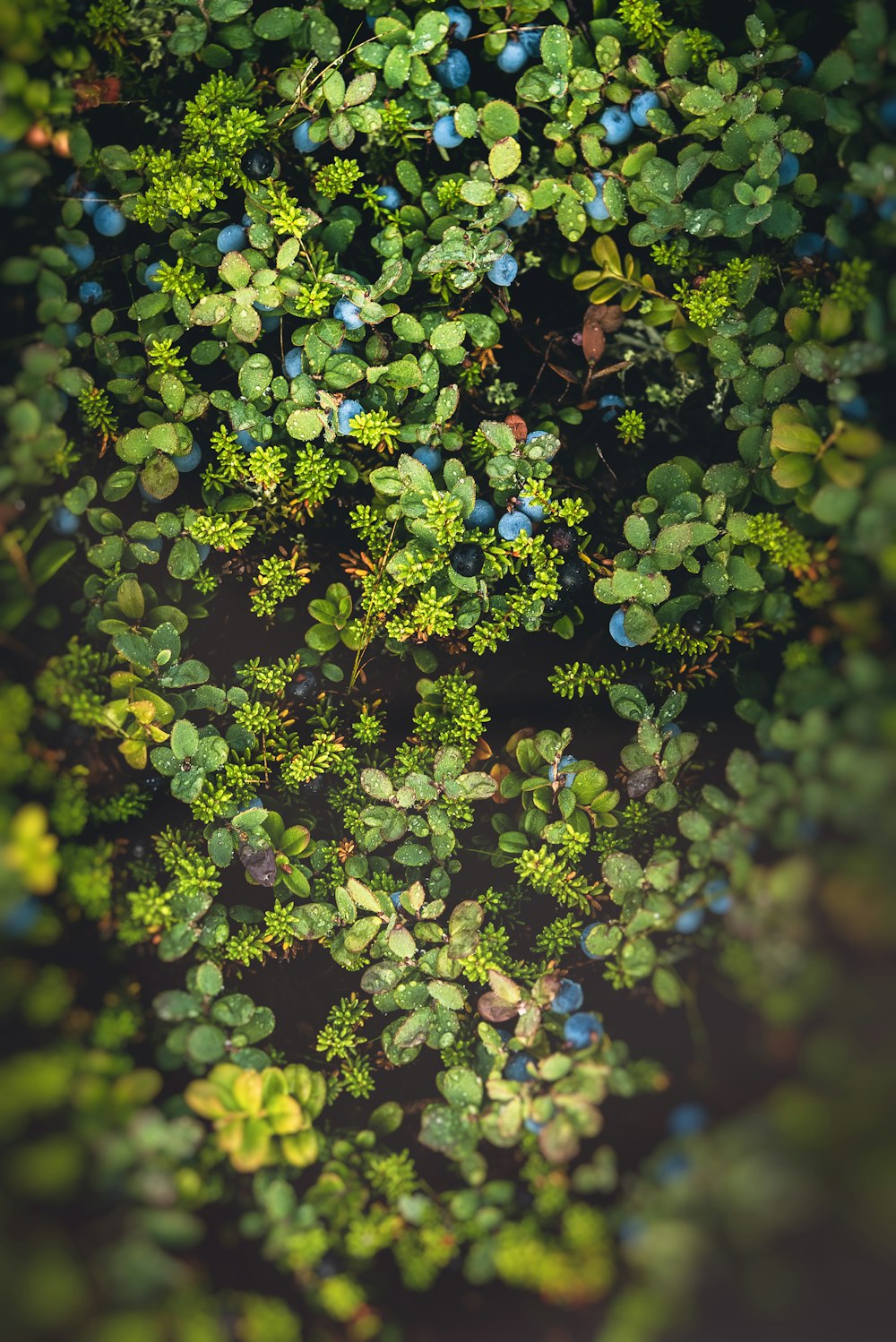 green plant in close up photography