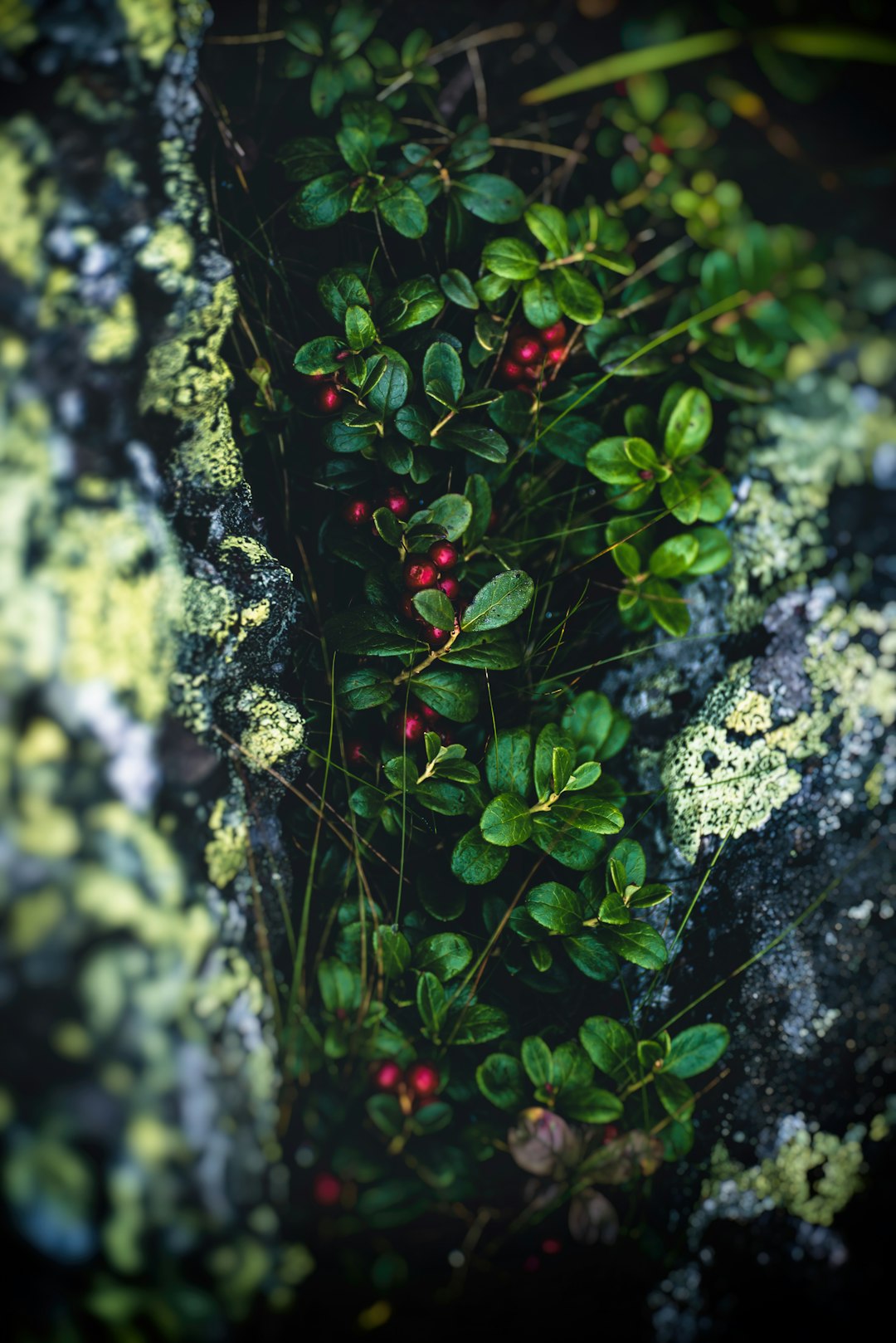 red round fruits on green plant