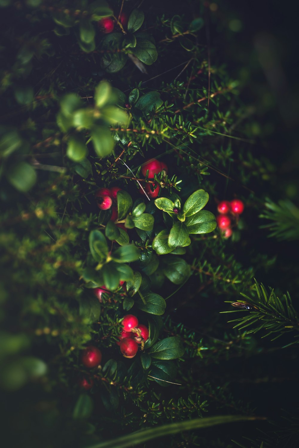 frutos rojos redondos sobre hojas verdes