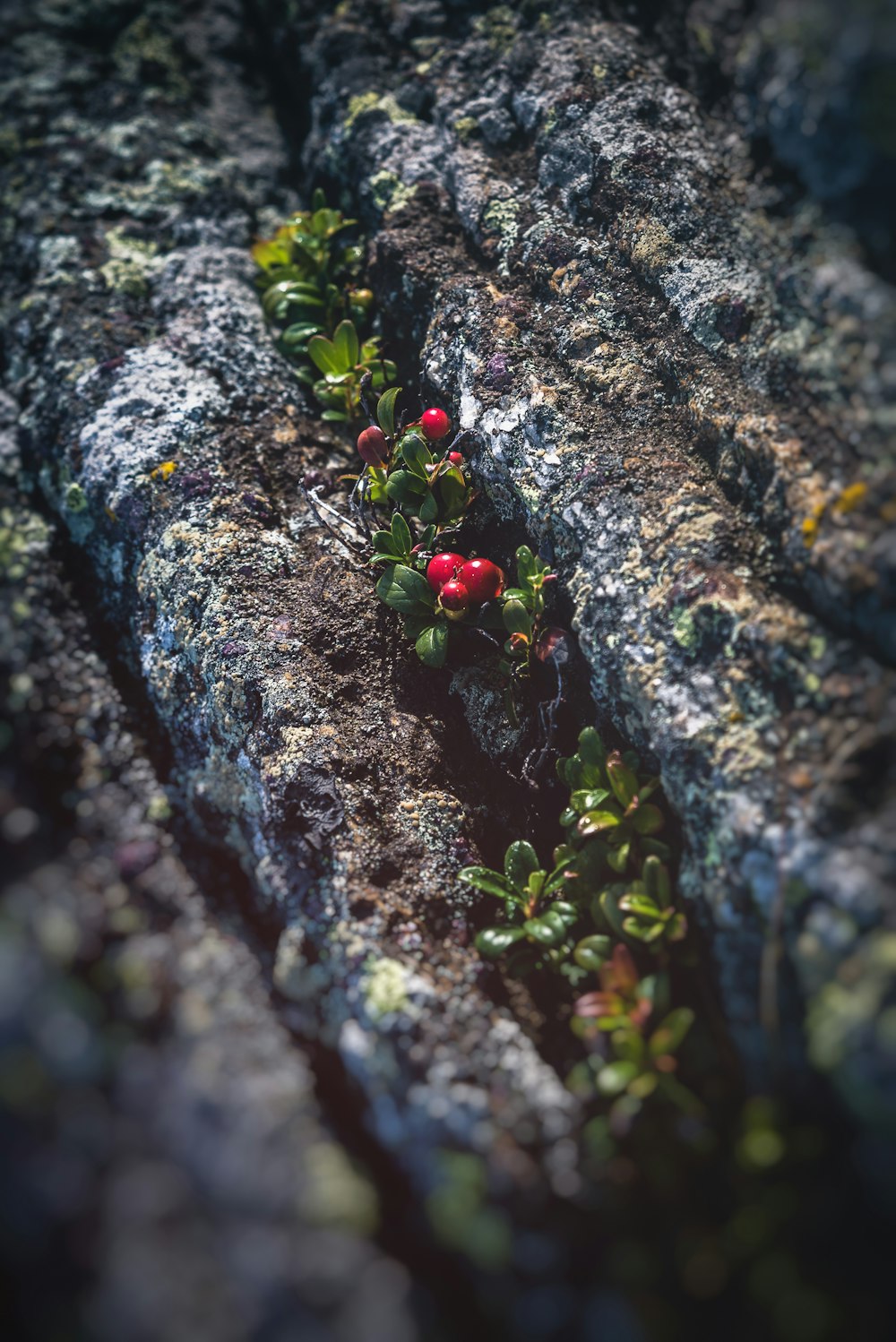 red fruits on brown and black rock