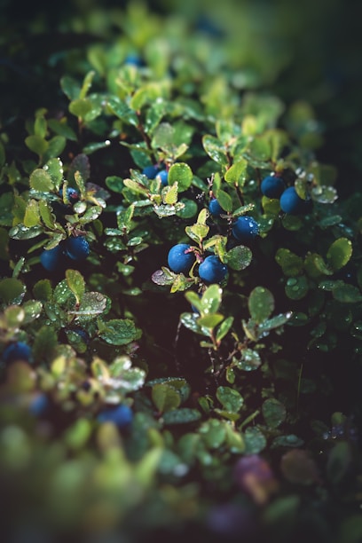 blue round fruits on green leaves