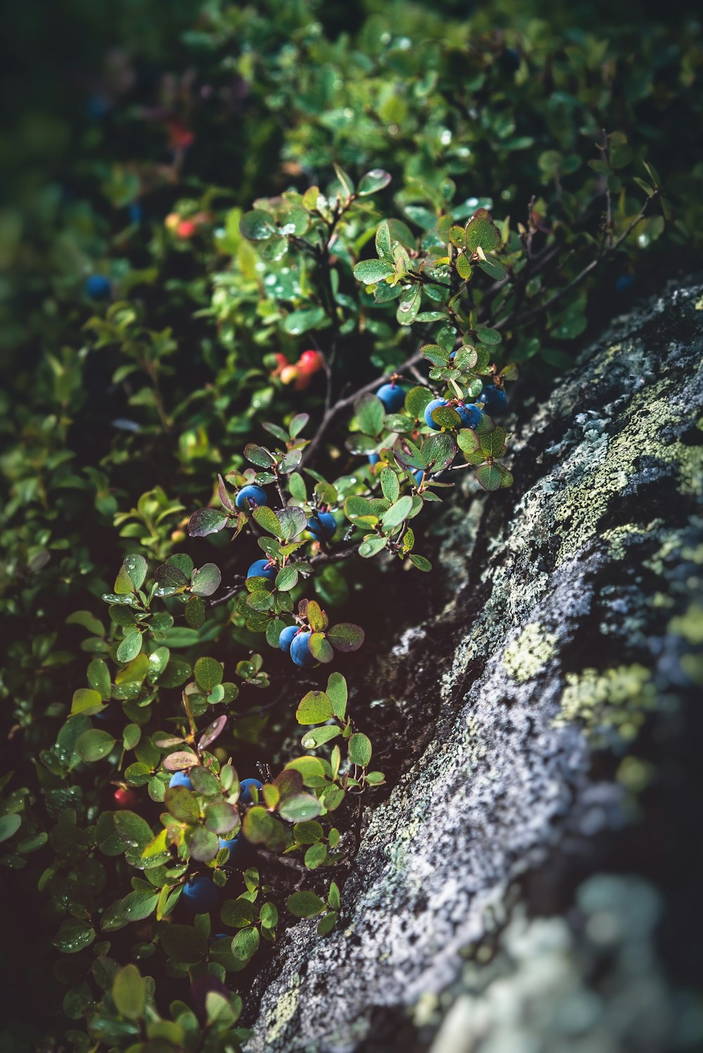 green plant on gray rock