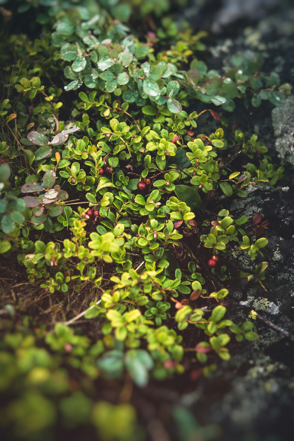 green plant on black soil