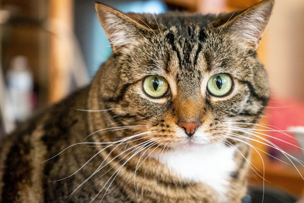 brown tabby cat in close up photography