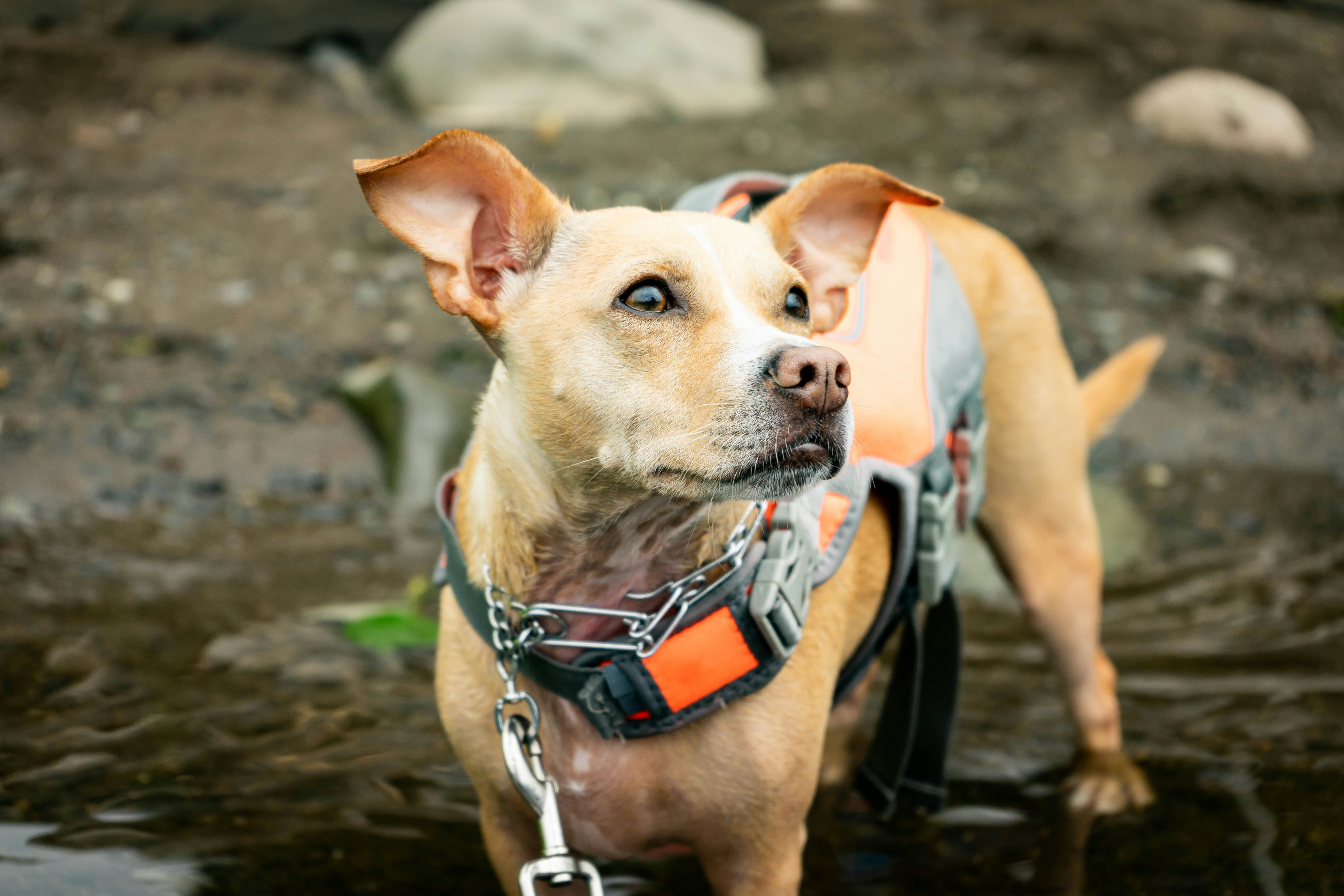 Whippet - The Gentle Speedster (image credits: unsplash)