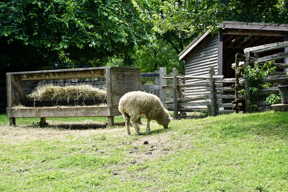 white sheep on green grass field during daytime