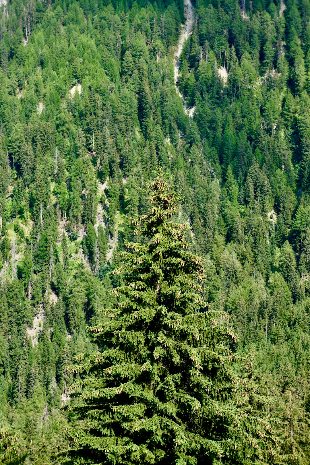 green pine trees on mountain