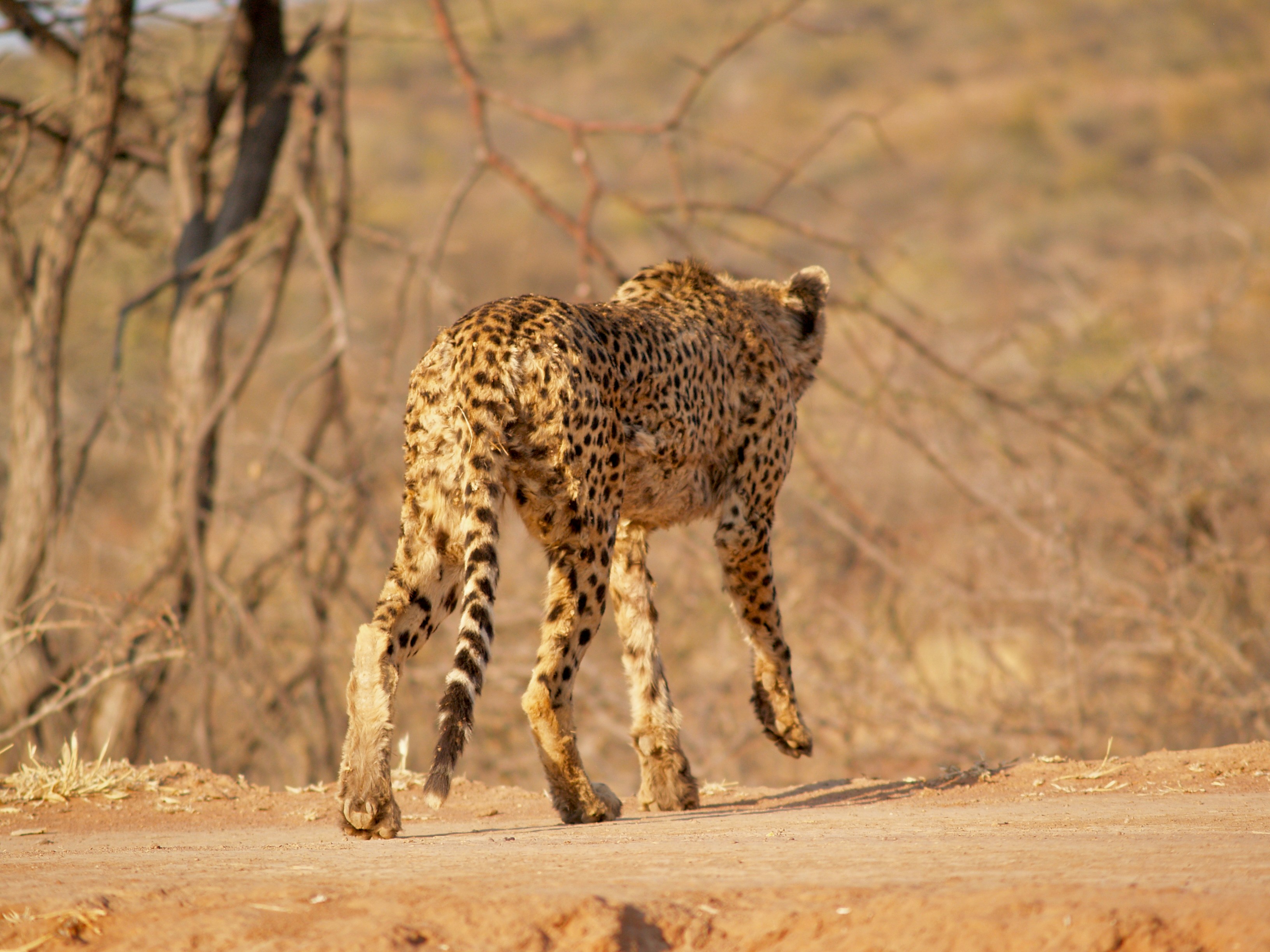 Photo by peterburdon