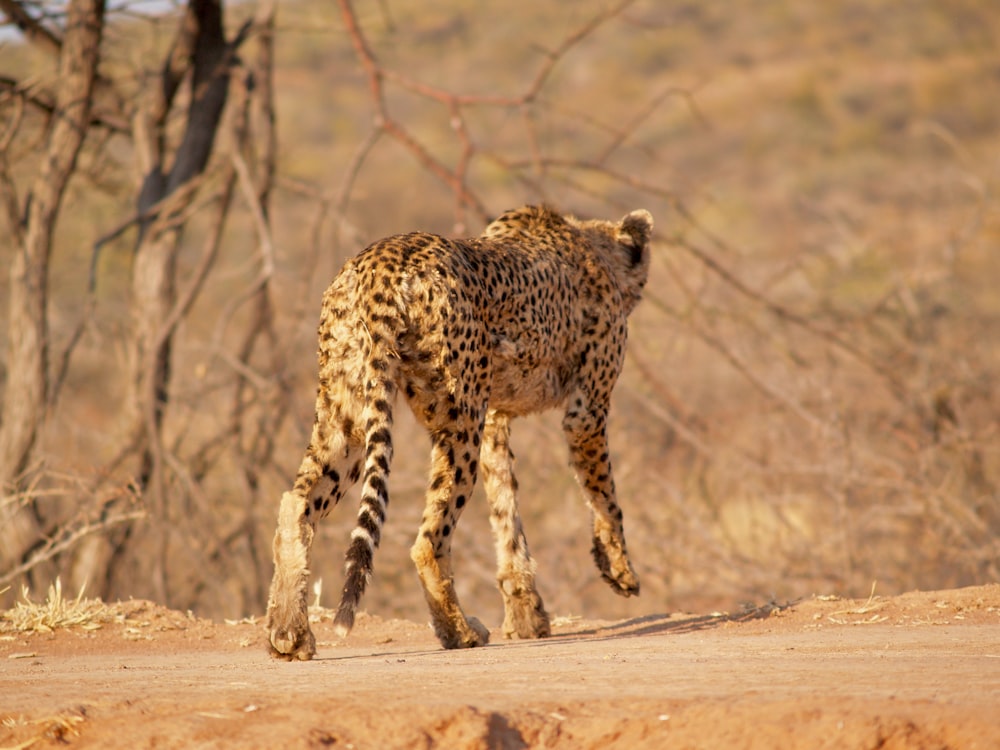 cheetah walking on brown field during daytime