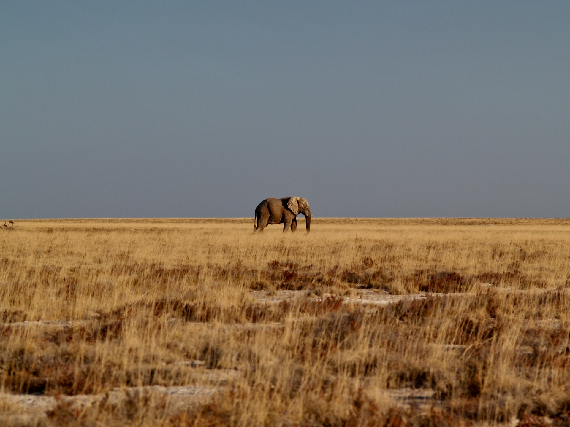 brown elephant on brown grass field during daytime