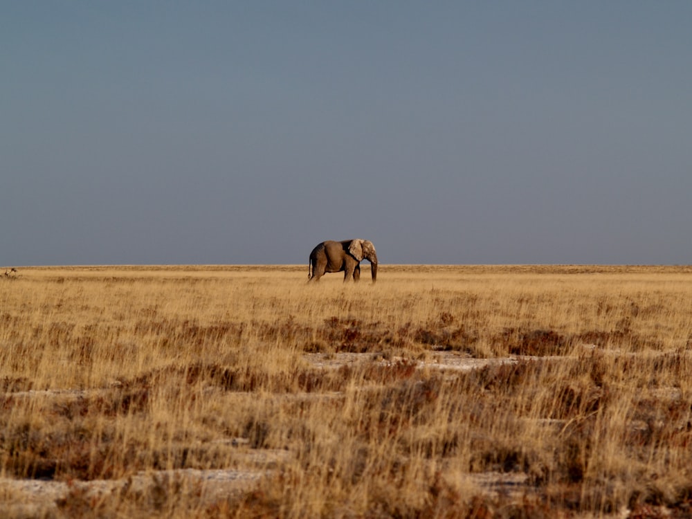brown elephant on brown grass field during daytime