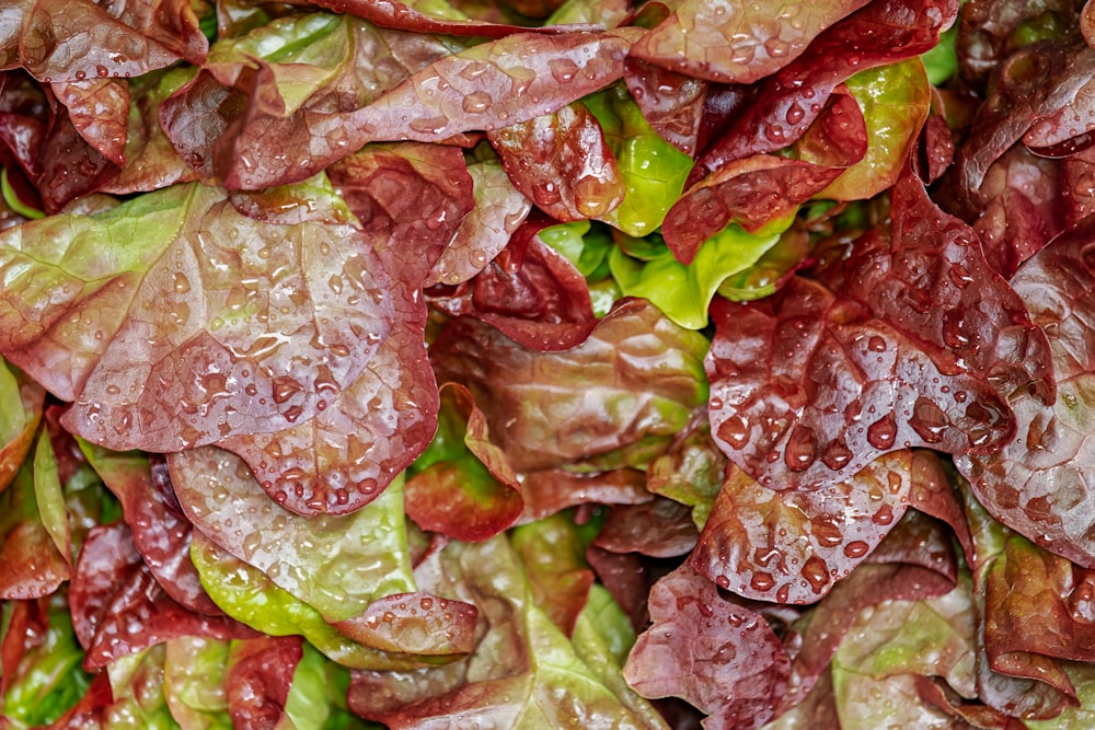 red and green leaves with water droplets