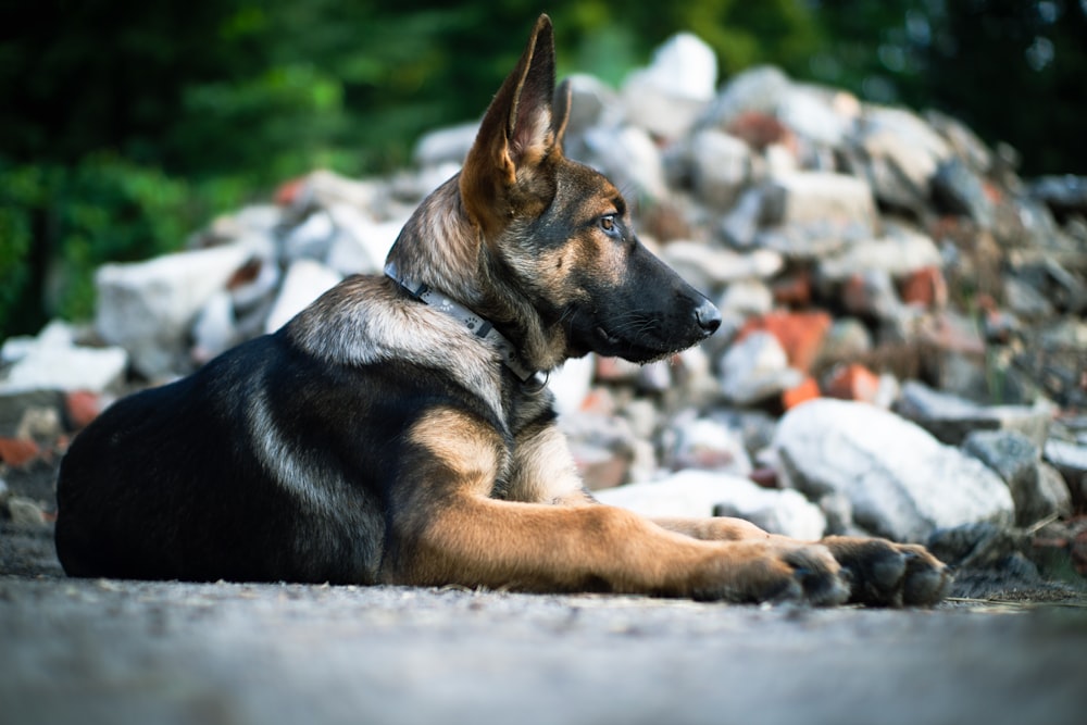 black and tan german shepherd puppy on white and brown stones during daytime