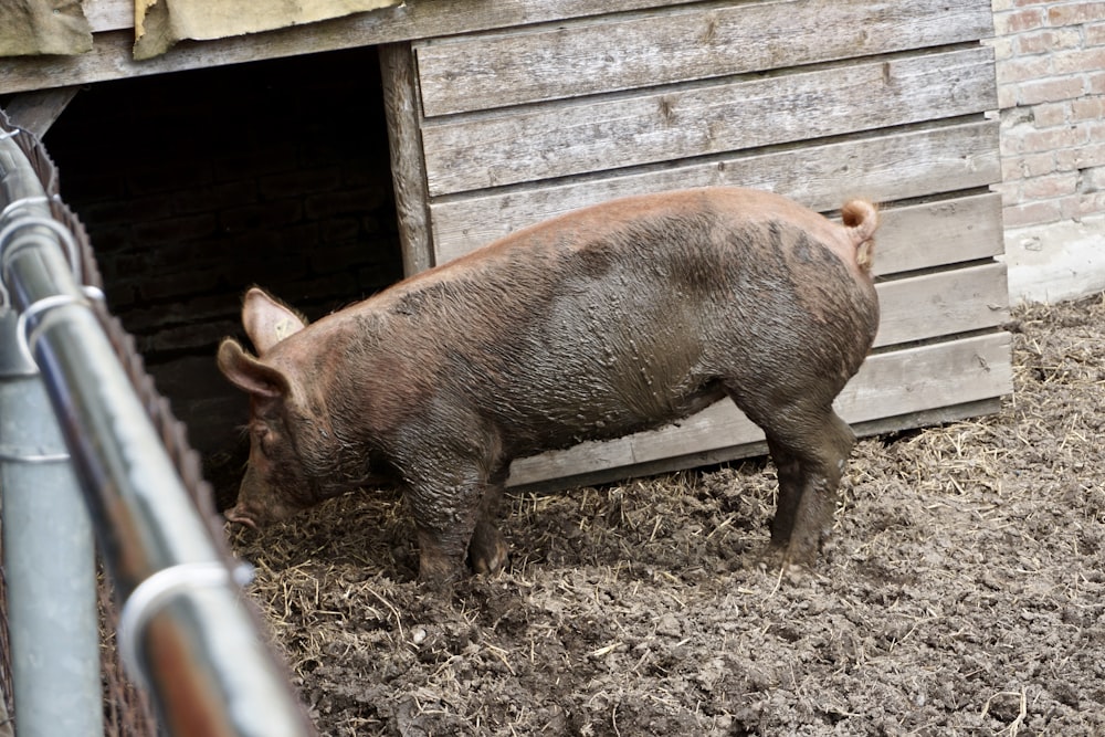 brown pig on brown soil
