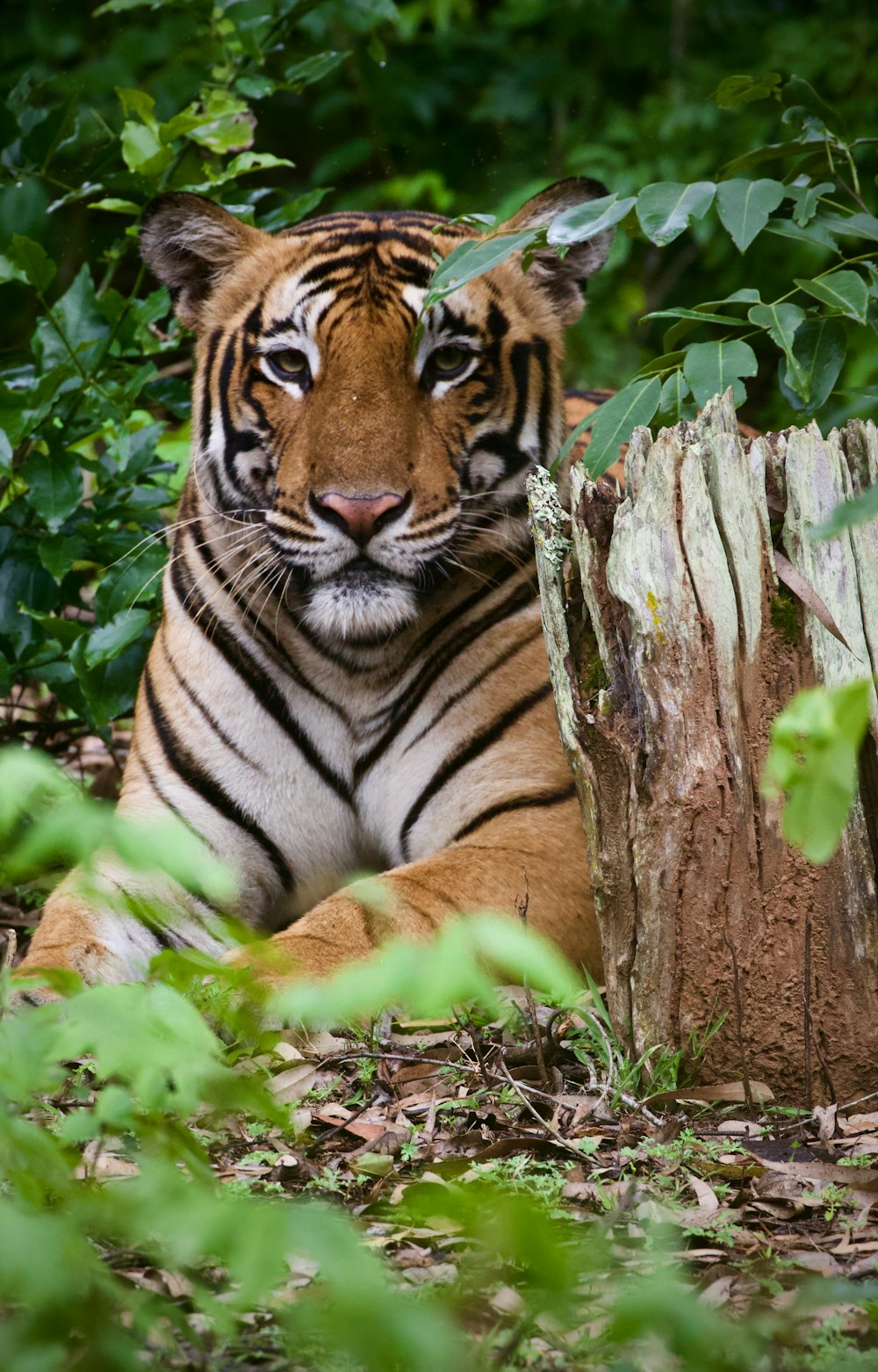 tiger lying on brown tree trunk during daytime