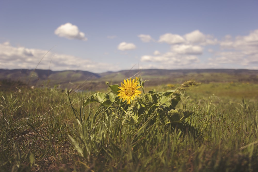 yellow flower on green grass field during daytime