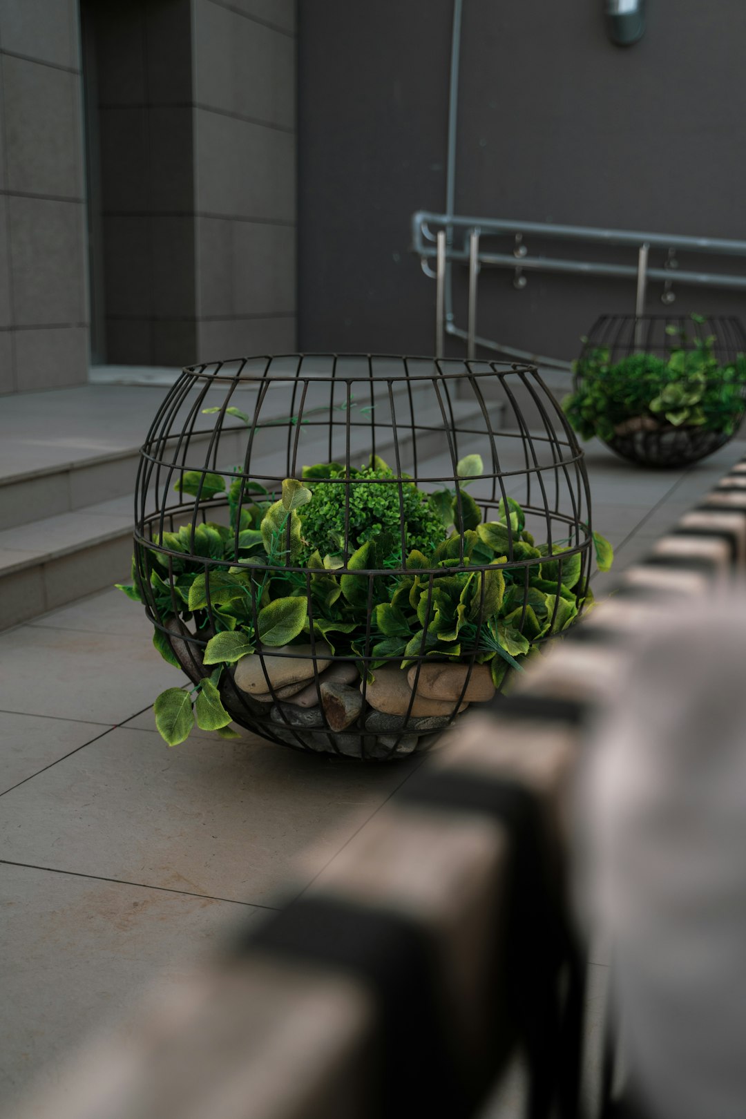 green plant on black metal cage